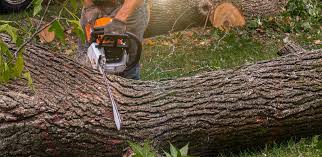 Best Stump Grinding and Removal  in Rainbow Lakes, NJ