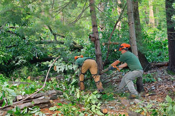 How Our Tree Care Process Works  in  Rainbow Lakes, NJ