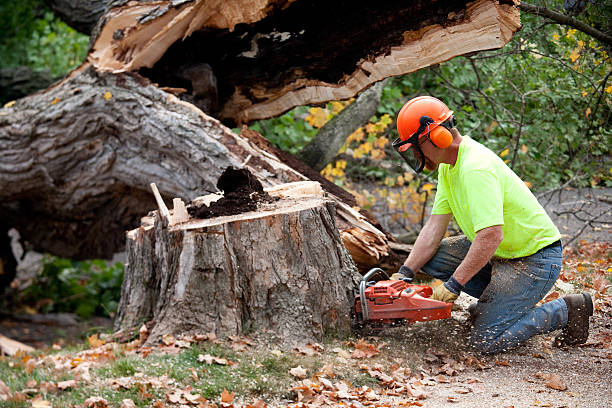 Best Lawn Maintenance Plans  in Rainbow Lakes, NJ