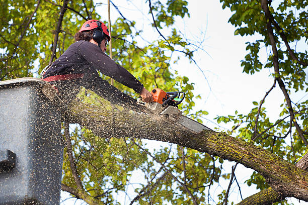 Best Seasonal Cleanup (Spring/Fall)  in Rainbow Lakes, NJ